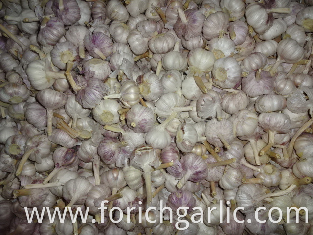 Crop 2019 Jinxiang Normal Garlic